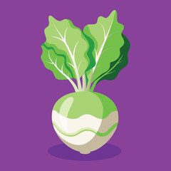 illustration of a kohlrabi vegetable