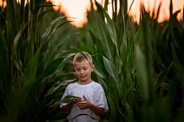 Chłopiec w kukurydzy © Dominika