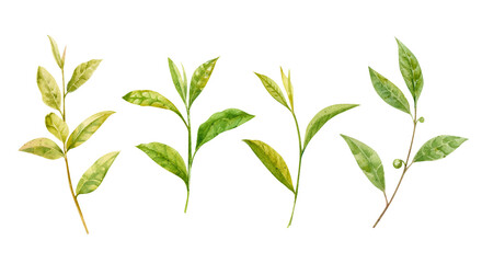 Watercolor set of tea branches with fresh green leaves. Hand drawn illustration on white background