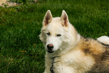 Obraz premium siberian husky dog
