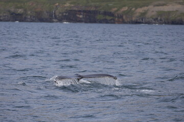 Fototapeta premium humpback whale tail, iceland