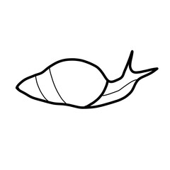 mollusk animal natural sea sand giant snail
