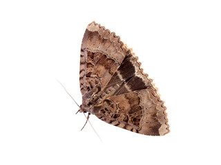 The Old Lady moth. Mormo maura. Big moth in a white background. 