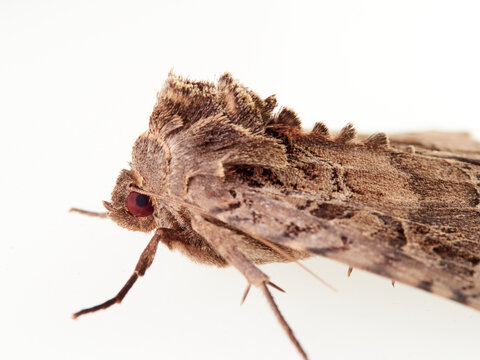The Old Lady moth. Mormo maura. Big moth in a white background. 