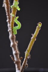 Flores, orugas y detalles macro