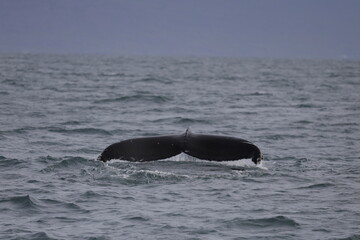 humpback whale tail, iceland