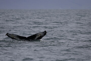 Fototapeta premium humpback whale tail, iceland