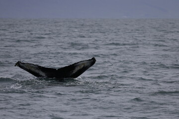 Fototapeta premium humpback whale tail, iceland