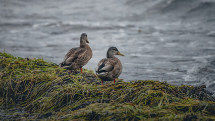 A mallard at the beach 