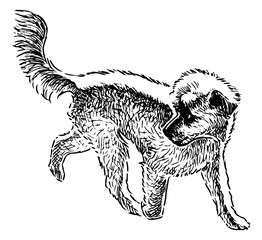 Cute shaggy dog walking outdoors, realistic sketch, hand drawn vector illustration isolated on white