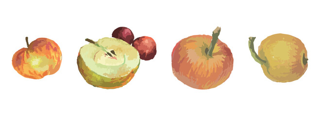 Watercolor drawing of ripe yellow apples, red cherry berries, vector hand drawn illustration isolated on white