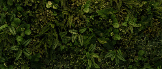 Nature leaves, green tropical forest, backgound concept