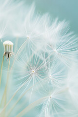 Naklejka premium A romantic close-up of a delicate white dandelion flower, its seed head softly glowing in the gentle light of springtime.