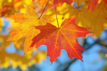 Fototapeta premium Autumn Maple Branch