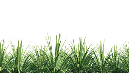 vegetation nature plant green natural environment foliage background 3d render.