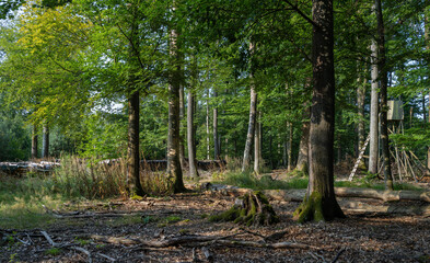 Im Wald und Forst, Morgenstimmung, Märchenhaft