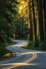 Fototapeta premium A winding road meanders through the majestic California redwoods, the towering trees swaying gently in the breeze under daylight