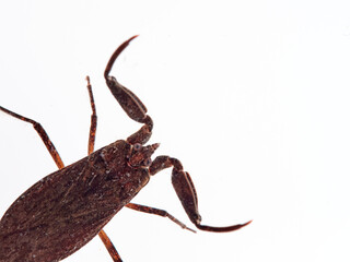 Water scorpion. Nepa cinerea. Aquatic Bugs