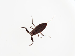 Water scorpion. Nepa cinerea. Aquatic Bugs