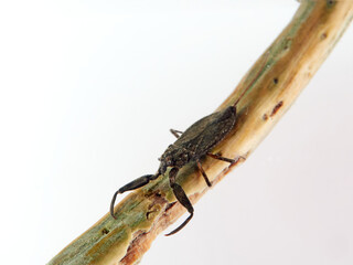 Water scorpion. Nepa cinerea. Aquatic Bugs