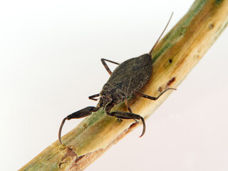Water scorpion. Nepa cinerea. Aquatic Bugs