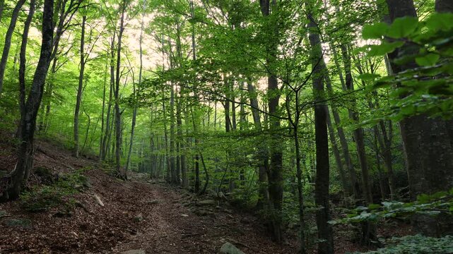 Bosque de hayas al atardecer en verano. Parque Natural del Montseny