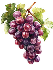 Fototapeta premium A bunch of ripe red grapes with green leaves, isolated on a white background. Perfect for food and drink related projects.