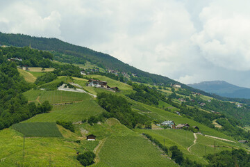 Italian Vineyards Under a Summer Sky