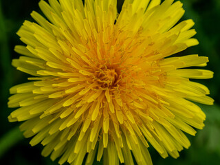 Obraz premium Closeup of yellow dandelion in spring. Taraxacum officinale or the common dandelion. Flowers and plants of natural meadows