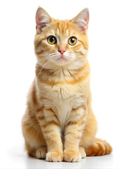 Yellow cat is sitting on isolated background. Portrait of Cute ginger kitten.