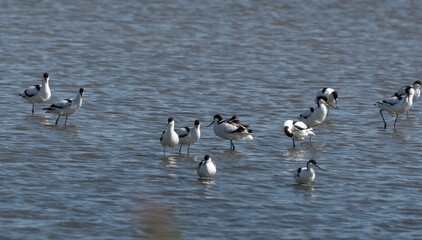 Avocette élégante, Recurvirostra avosetta, Pied Avocet