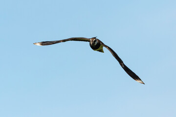 Vanneau huppé,.Vanellus vanellus, Northern Lapwing