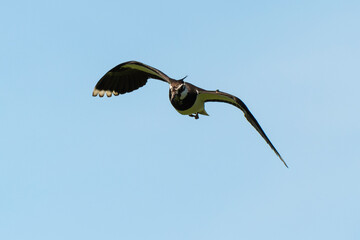 Vanneau huppé,.Vanellus vanellus, Northern Lapwing