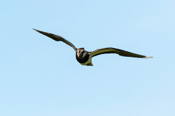 Vanneau huppé,.Vanellus vanellus, Northern Lapwing