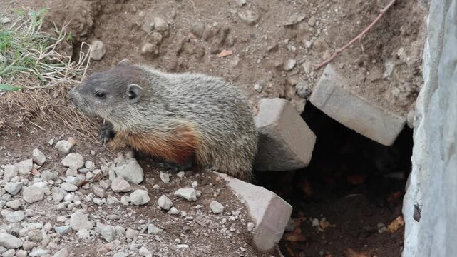 Wisconsin Digging Rodent Land-Beaver 影像 – 瀏覽 29 個素材庫相片、向量圖和影片 | Adobe Stock