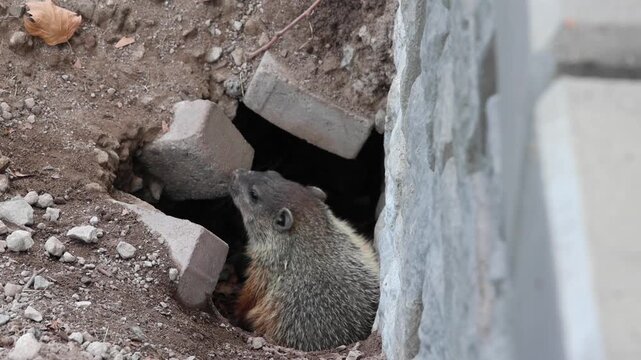 groundhog woodchuck ground squirrel coming out of hole lair den (small furry rodent hog) digging in park sniffing, grooming