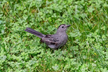 bird on the grass