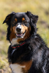 Australian Shepherd Hiking in Colorado, Mountain Dog