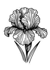 Fototapeta premium Flowers SVG, Lily SVG, Peony SVG, Daisy SVG, Cherry Blossom SVG, Poppy SVG, Gladiolus SVG, Blossom SVG, Plant SVG, Flowers Design, Flowers Silhouette, Cut file for Cricut SVG, JPG, PNG