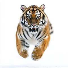 Fototapeta premium A majestic tiger sprinting through snow, showcasing its powerful physique and striking orange-and-black stripes.