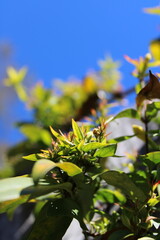 leaves and blue sky