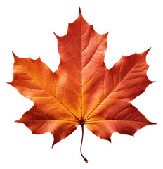 Obraz premium PNG Fall leave leaves maple plant.