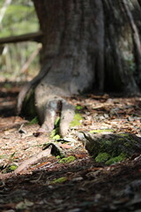 Fototapeta premium Tree roots in abstract view