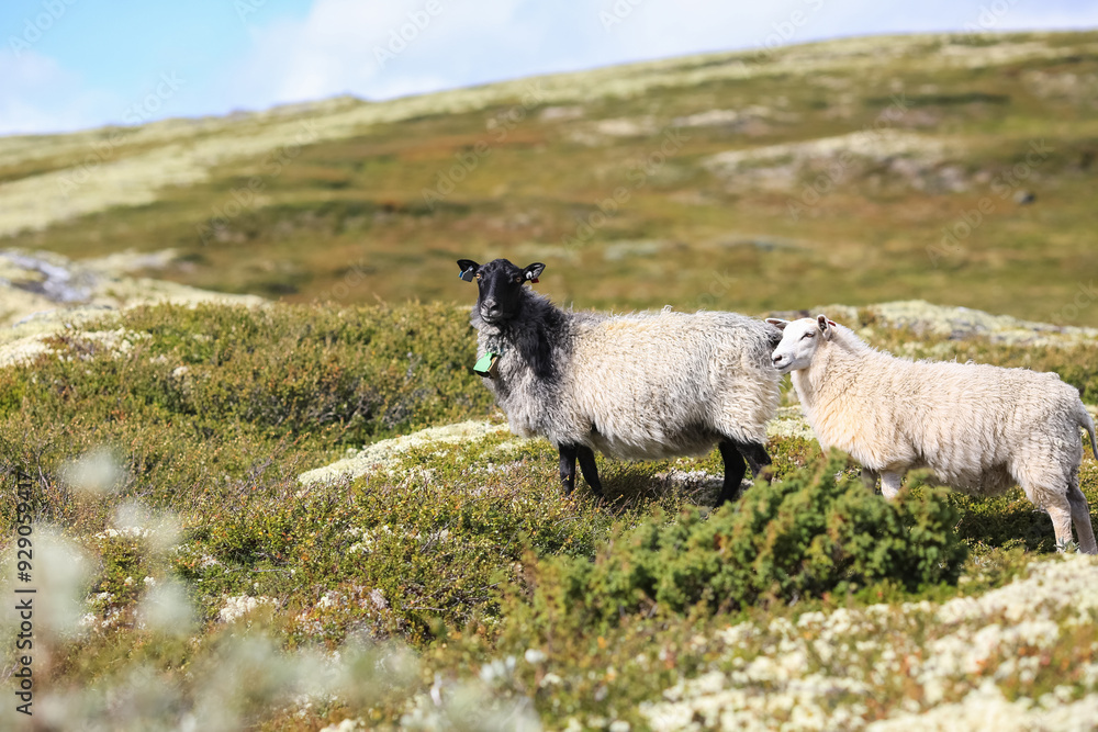 Poster Norwegian Fur Sheep