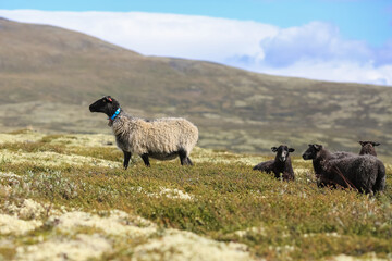 Fototapeta premium Norwegian Fur Sheep