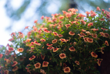 flowers in the garden