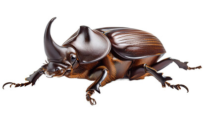 Black rhinoceros beetle macro shot isolated on transparent background