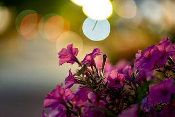flowers in the morning