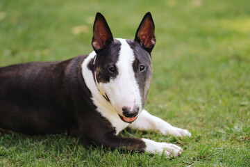 Miniature bull terrier lying on a green lawn, relaxed and content. Small bull terrier dog with distinctive markings, enjoying the outdoors. Cute pet with a strong, muscular build. Animal background.