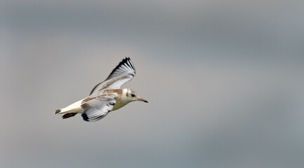 juvenile black-headed gull, Chroicocephalus ridibundus